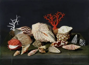 Stillleben mit Muscheln und Korallen